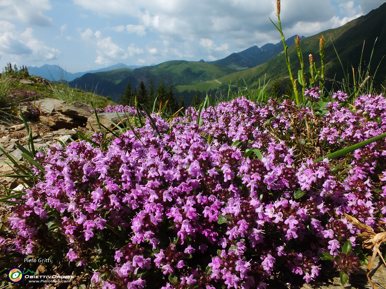 22 dalla pineta usciamo nei pascoli con fiori di timo...JPG